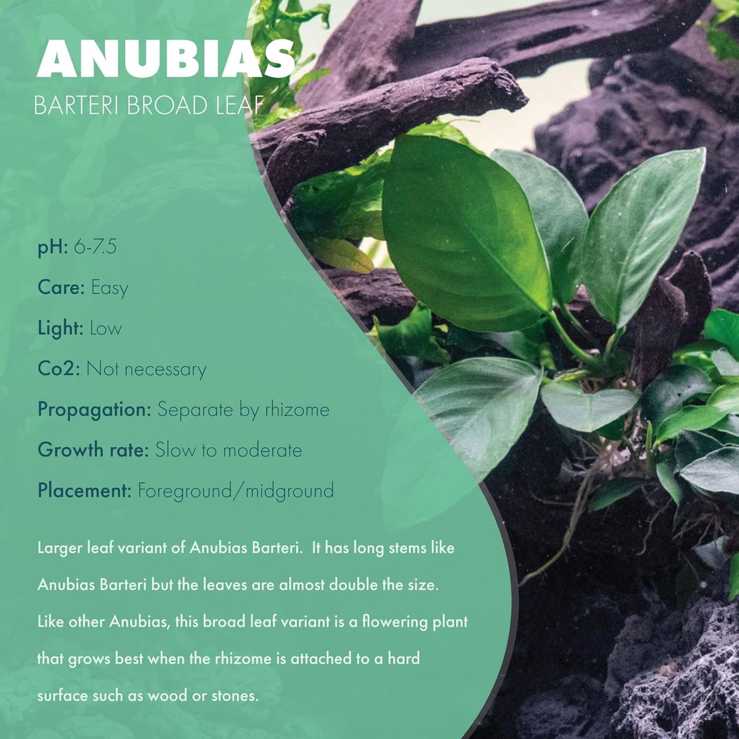Anubias Live Aquarium Plants - Potted Freshwater Plant for Fish Tanks, Terrariums - Beginner Friendly Low Light (Barteri Broad Leaf, 3 Pots)