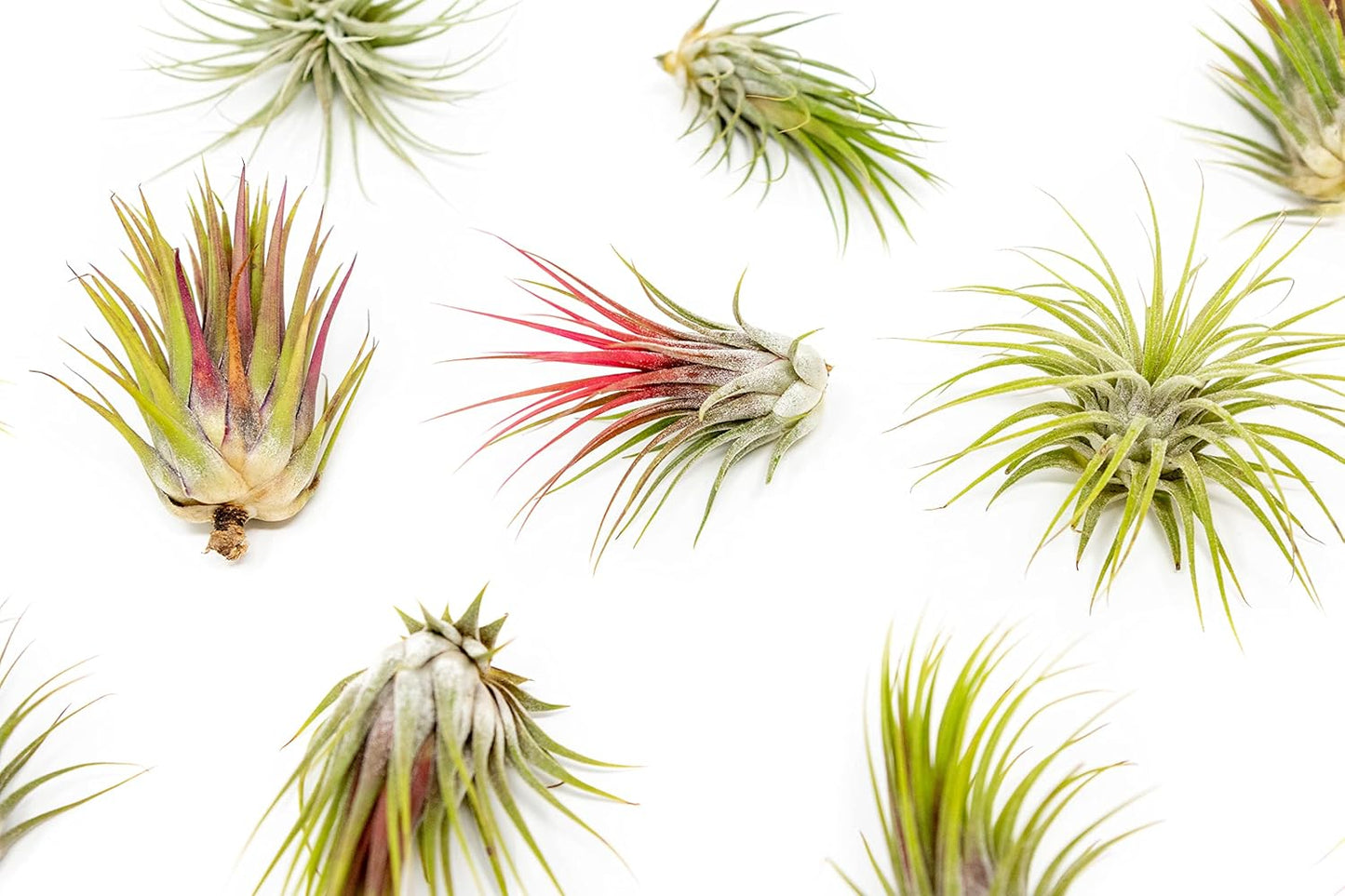 12 Pack Large Air Plants Tillandsia Ionantha Guatemala - Live Succulent House Plants - Available in Wholesale and Bulk - Home and Garden Decor - Easy Care Indoor/Outdoor Air Plant