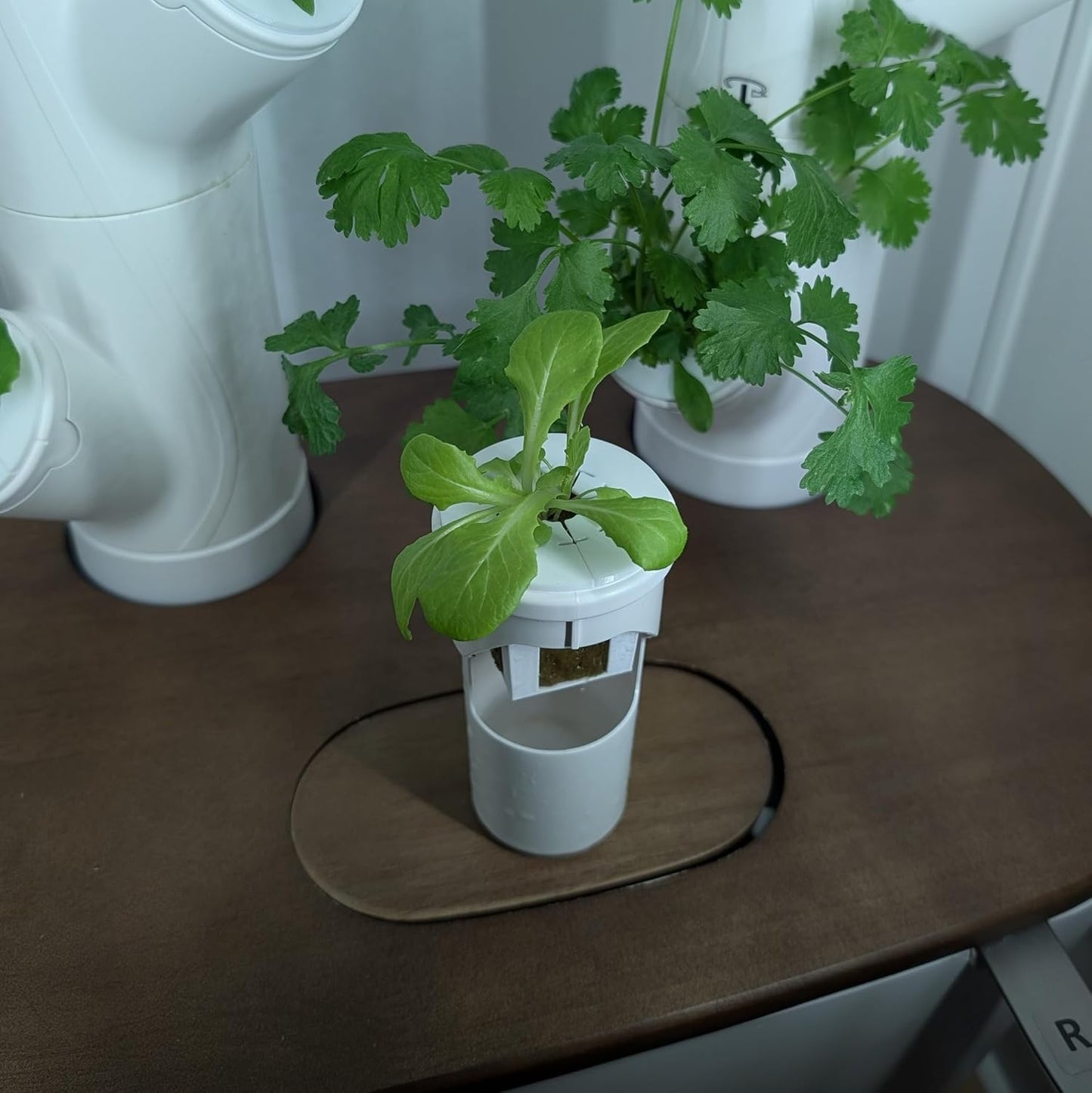 Grow Cubes for Hydroponic System/Compatible with Gardyn (10 Grow Cubes)