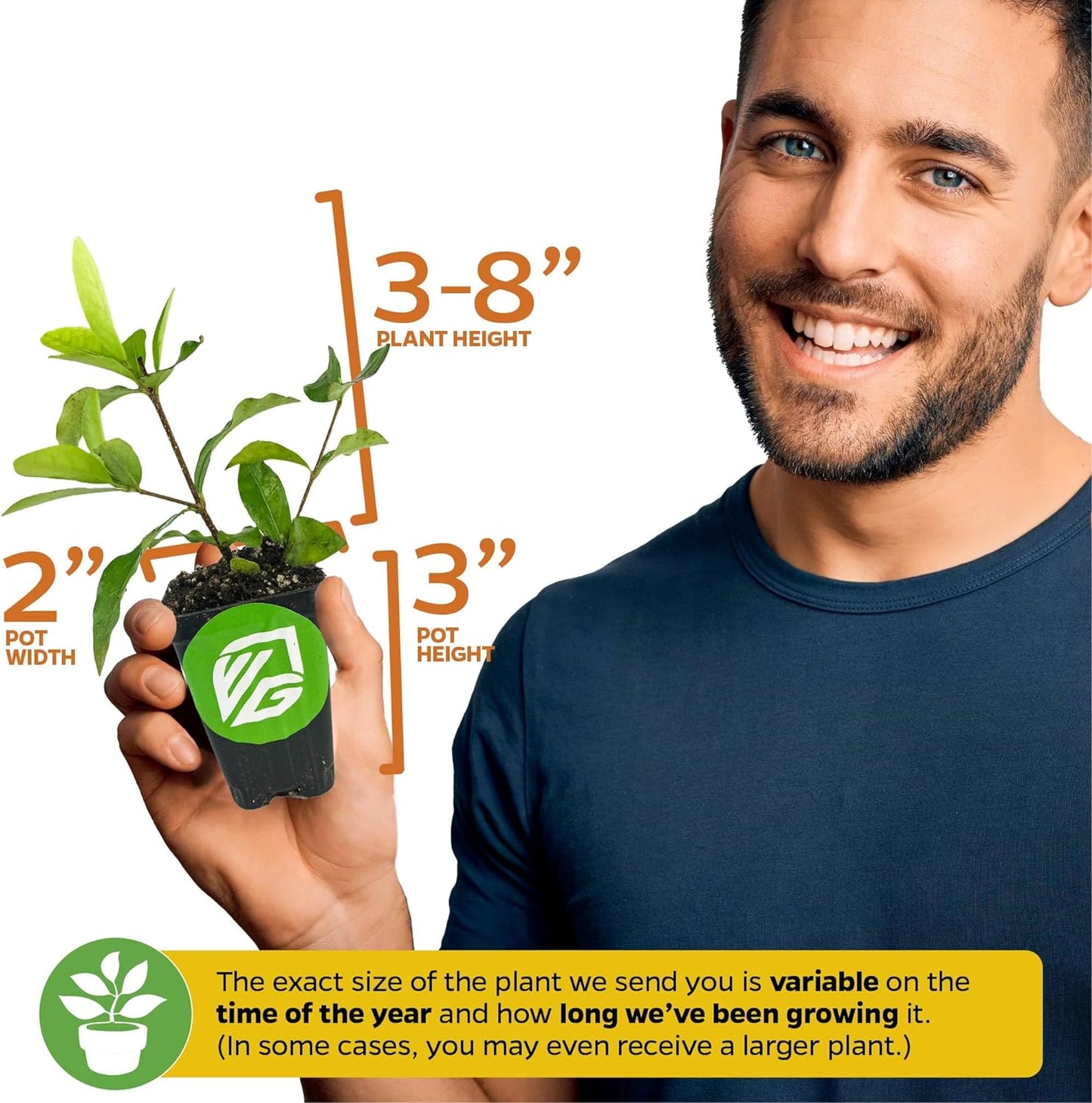 Red Jamaican Cherry (Strawberry Tree) - Muntingia calabura by Wellspring Gardens - Vibrant, Abundant Harvest, Quick-Fruiting, Drought-Tolerant, Ornamental Beauty, Sweet-Tasting Cherries, Lush Foliage