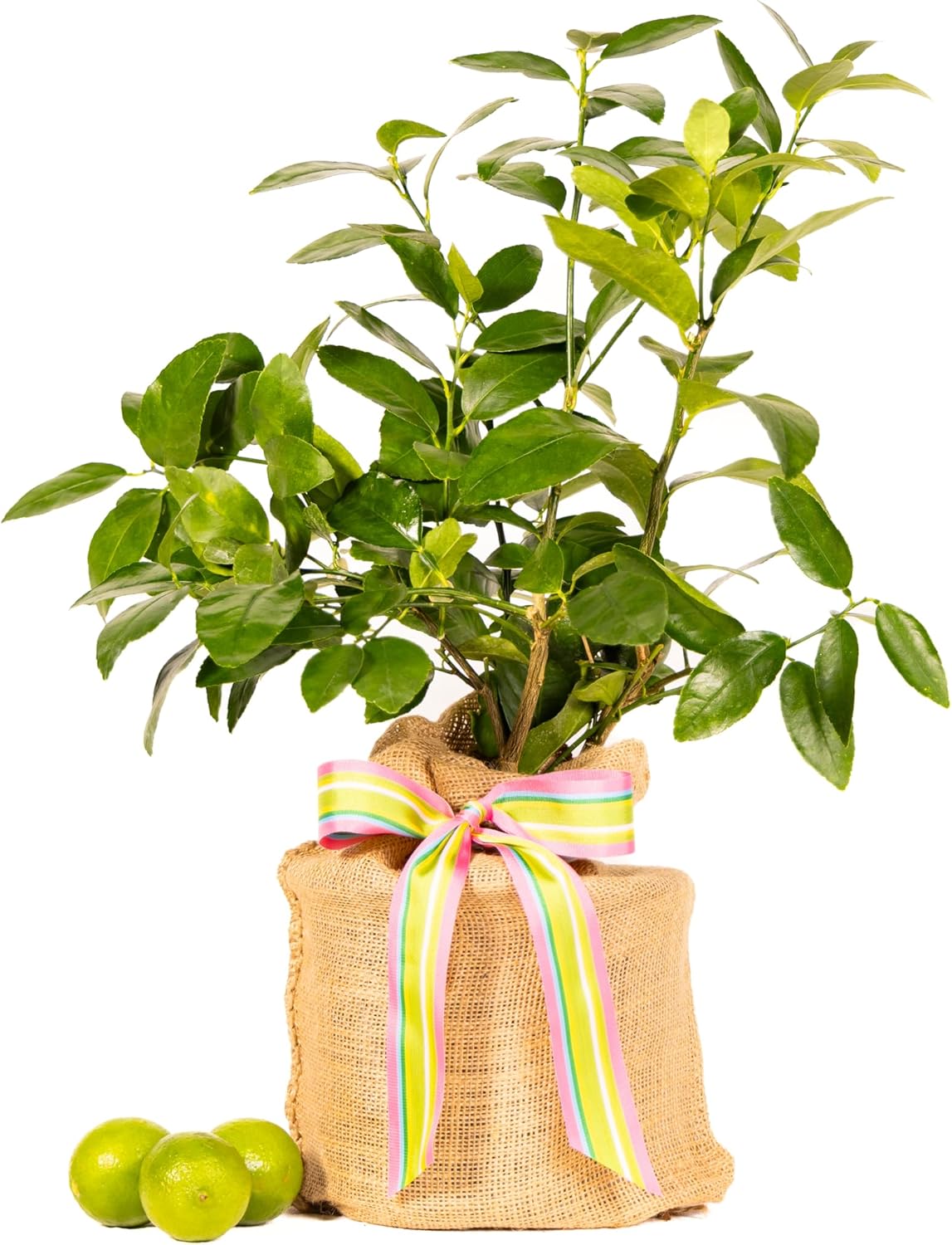 Birthday Live Persian Lime Tree Gift, Dwarf Citrus Tree, Easy to Grow, Indoor/Outdoor, Unique Birthday Present, by The Magnolia Company, Can't Ship to CA, AL, AZ, LA, TX