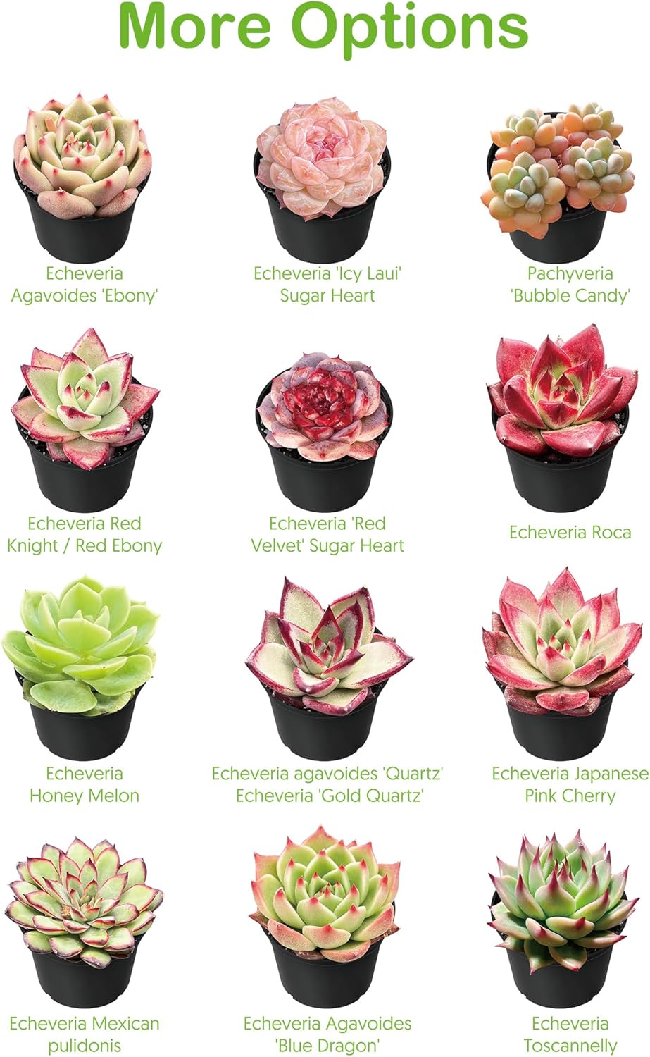 Live Succulents Aeonium 'Pink Wich' (4-inch), Succulent Plants Fully Rooted in Pots with Soil, Easy-Care House Plant for DIY, Home Office Decor, Wedding Party Favor