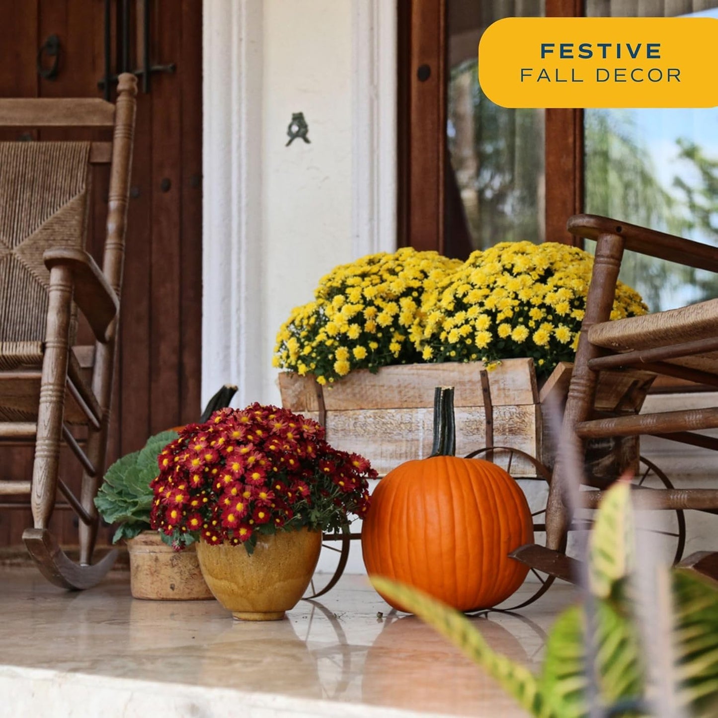 Costa Farms Live Flowering Plants, Yellow Mums (Pack of 8), Mini Chrysanthemum Houseplant, Ships in Bud Form, Potted in Grower Pot, 11-Inches Tall