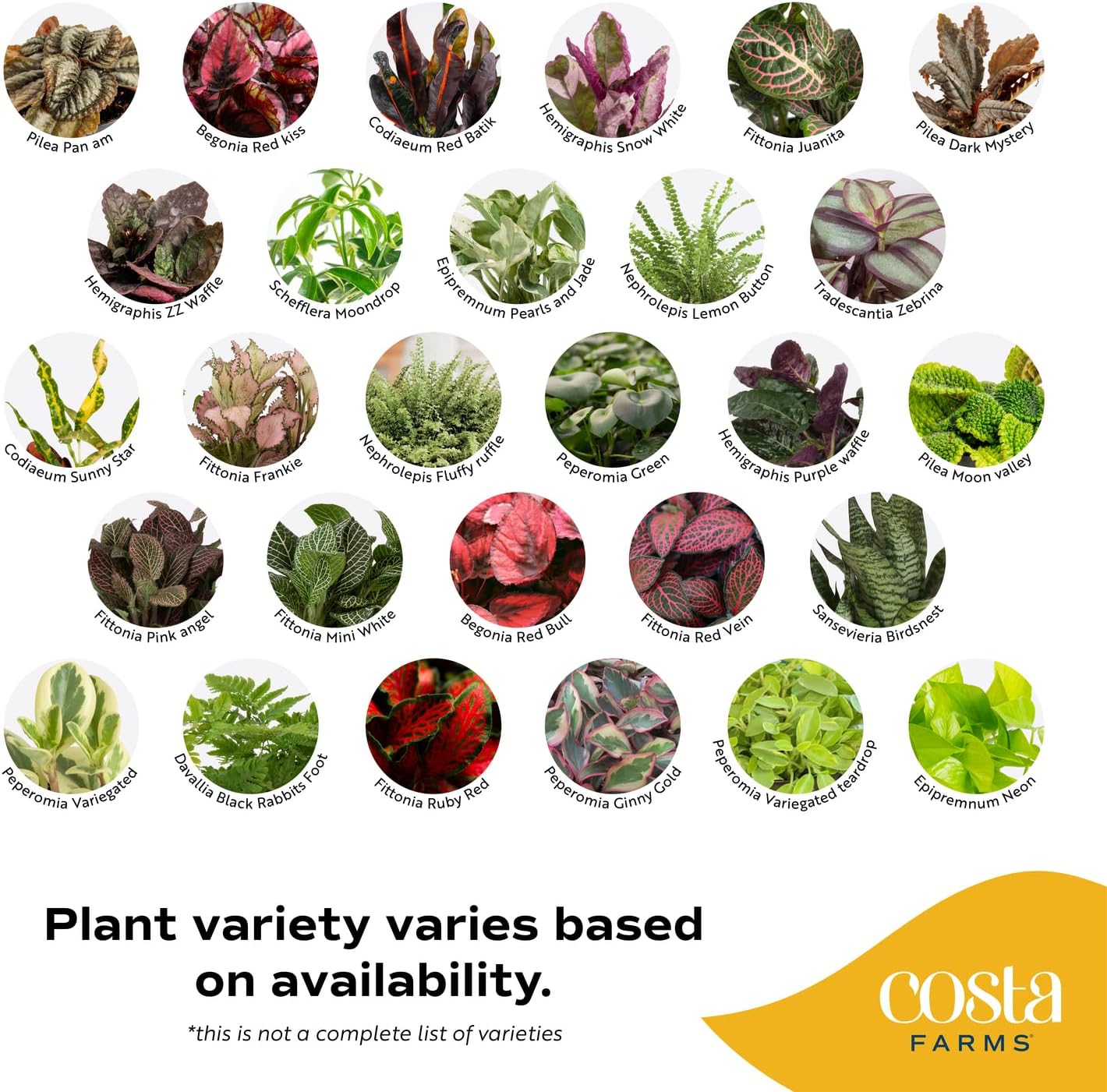 Costa Farms Live Plants (Pack of 20), Easy to Grow Live Indoor Houseplants in 2.5-Inch Plant Pots, Hand-Selected Varieties, Home and Room Decor