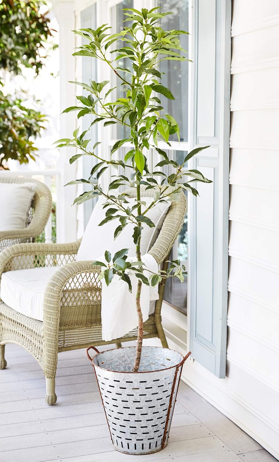 Brighter Blooms - Cold Hardy Avocado Tree, 5-6 ft. - No Shipping to AK, AZ, HI, OR