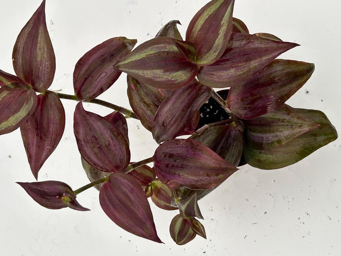 Live Wandering Jew Plant - Tradescantia Zebrina Collectors Pack - 5 Variety - Evenesce, Silver+, Discolor Green,Deep Purple and Burgundy ~ Air Purifying, Low Maintenance, Fast Growing Houseplants