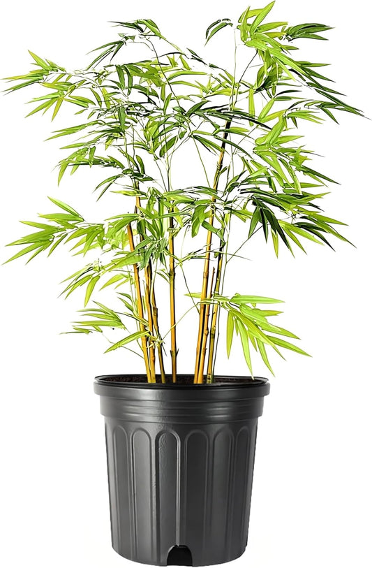 Bamboo Golden Goddess | 1 Large Gallon Size Plant | Bambusa multiplex | Fast Growing Clumping Bamboo | Privacy Hedge Windbreak Landscapes Borders Beds Decorative Accent Outdoor Screening Garden Zone