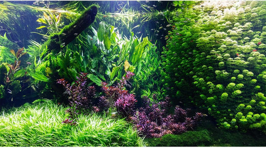 Aquarium Background Various Underwater Grass Plants Aquarium Backdrop Vivid and Fresh Green Aquatic Plants Stone River Bed and Dead Wood Tank Background Vinyl 60x24in