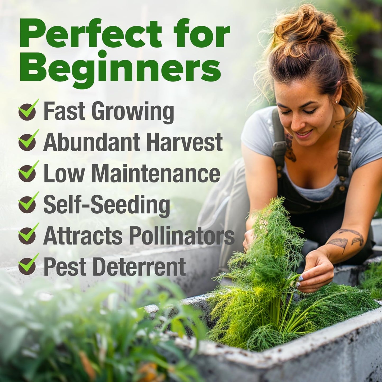 HOME GROWN Dill Seeds 2 Pack (Anethum Graveolens) - 2028 Non-GMO Heirloom Herb Seeds for Planting Indoors or Outdoors, High Germination, Ideal for Herb Gardens, Pots, and Cooking Flavorful Dishes