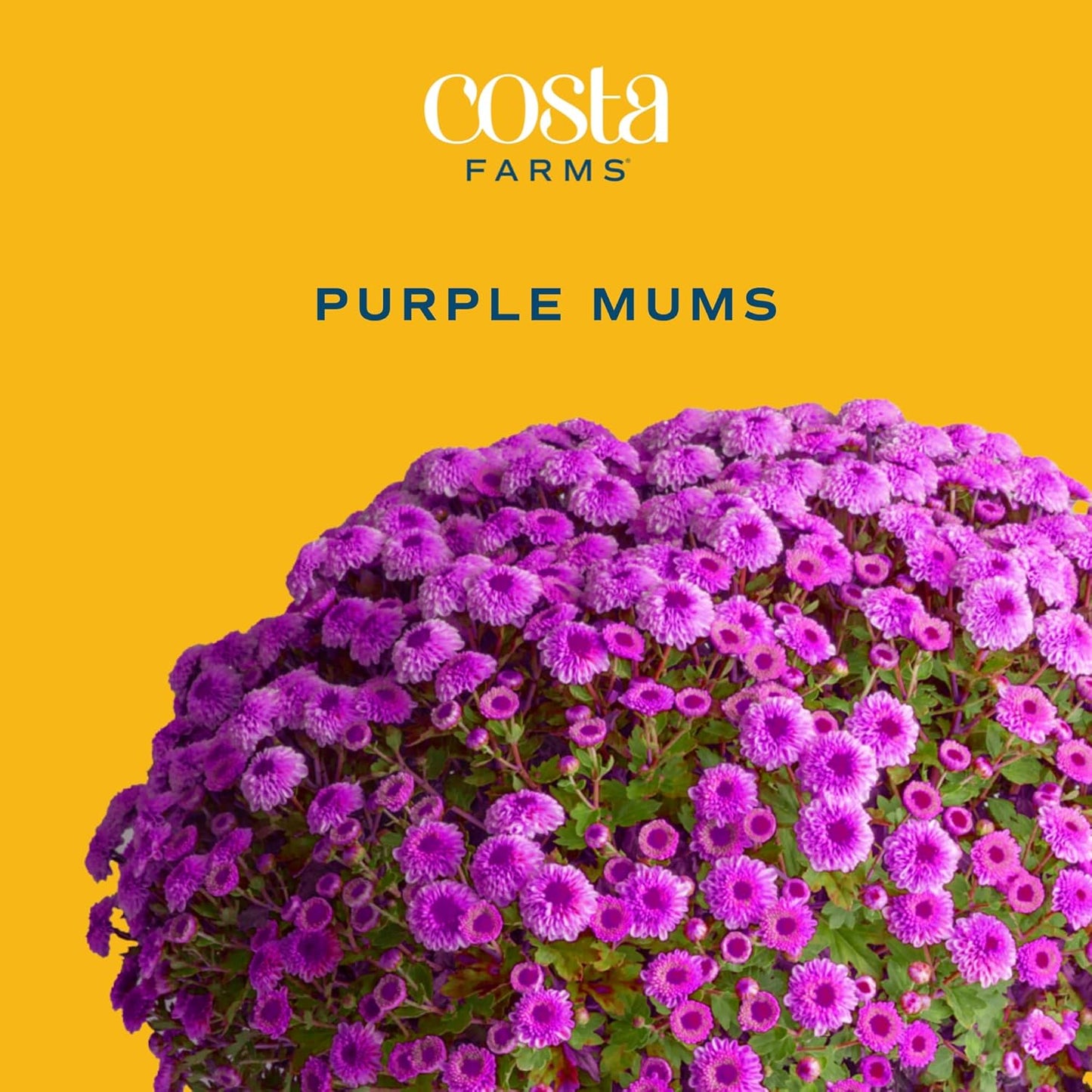Costa Farms s Fall Mums Live Plants 2-Pack (Purple) in Grow Pots | 3 Qt. Seasonal Houseplants & Outdoor Flowers for Porch, Patio, or Garden | Ships in Bud Form for Longer Bloom