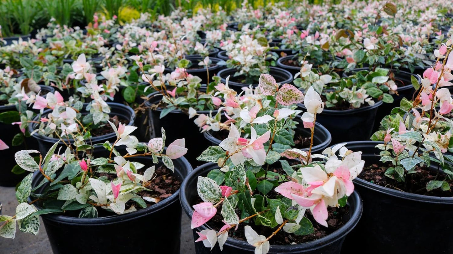 American Plant Exchange Snow & Summer Jasmine – 6-Inch with Pot – Live Fragrant Flowering Climbing Vine, Ideal for Trellises, Garden Beds, or Patio Decor