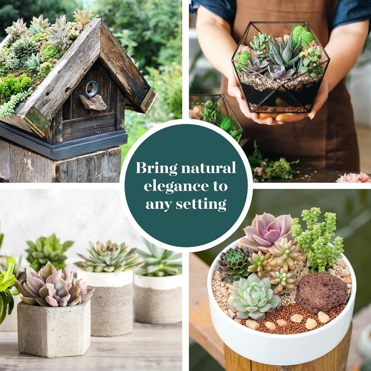 Shop Succulents Mixed Succulent Plant Pack 2" Grow Pot Pack of 4