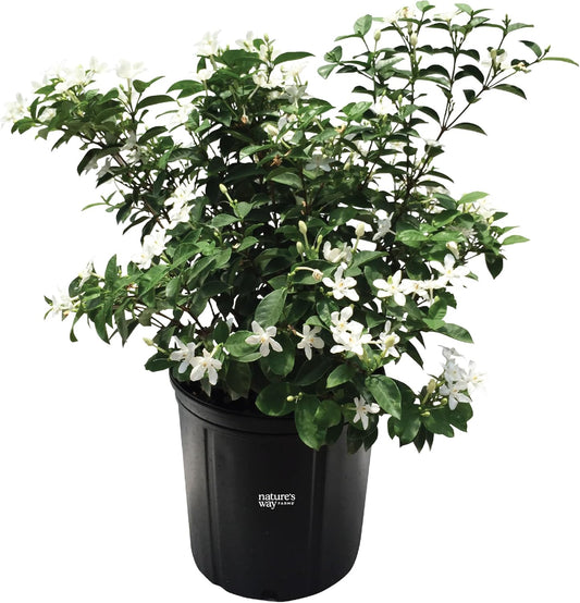 Nature's Way Farms Jasmine Asian Snow Live Plant (25-30 in. Tall) in Grower Pot
