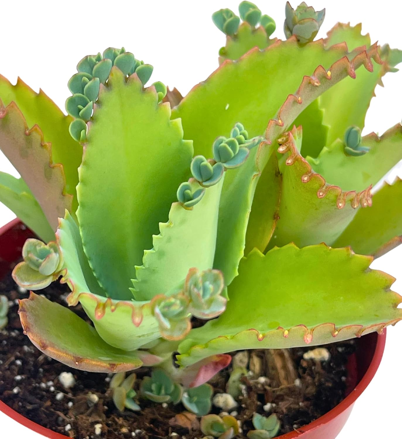 Live Succulent 4" Mother of Thousands, Succulents Plants Live Fully Rooted House Plant for Home Office Decoration, DIY Projects by The Succulent Cult