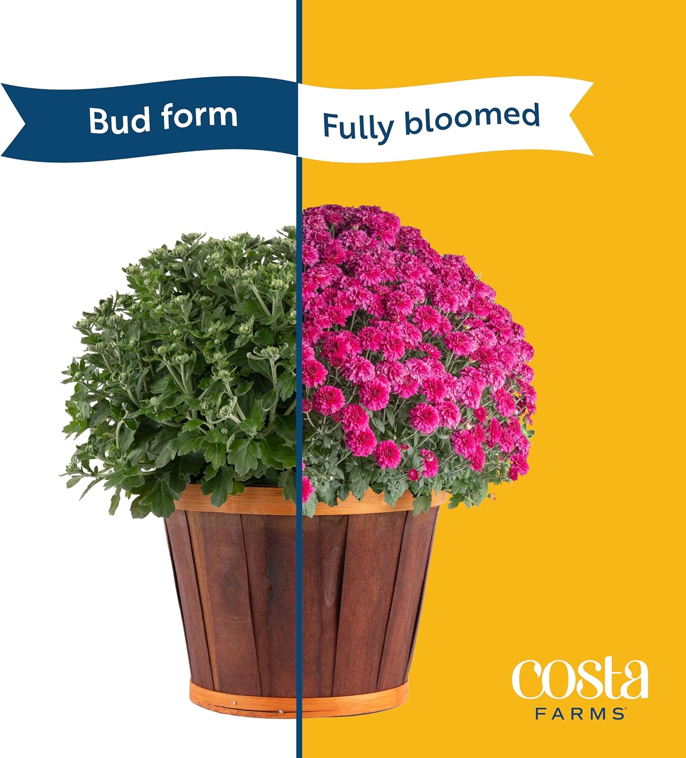 Costa Farms Live Plants – Fall Mums 8-Pack (Red) in Grower Pots | 1 Qt. Seasonal Houseplants & Outdoor Flowers for Porch, Patio, or Garden | Ships in Bud Form for Longer Bloom