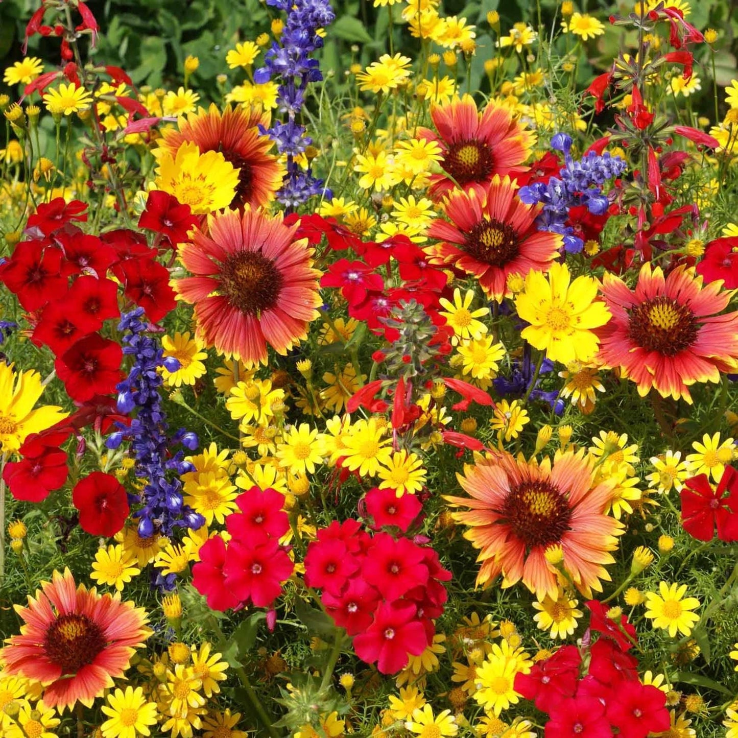 Outsidepride Texas & Oklahoma Wildflower Seed Mix - 1 lb. Drought-Tolerant, Blend of Annual & Perennial Flower Seeds for Vibrant, Pollinator-Friendly Gardens, Thrives in Full Sun & Well-Drained Soil