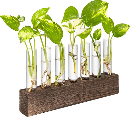 KAXYEW Desktop Glass Plant Propagation Station Test Tube Plant Terrarium in Wooden Stand for Hydroponic Plants Cutting Office Home Decoration
