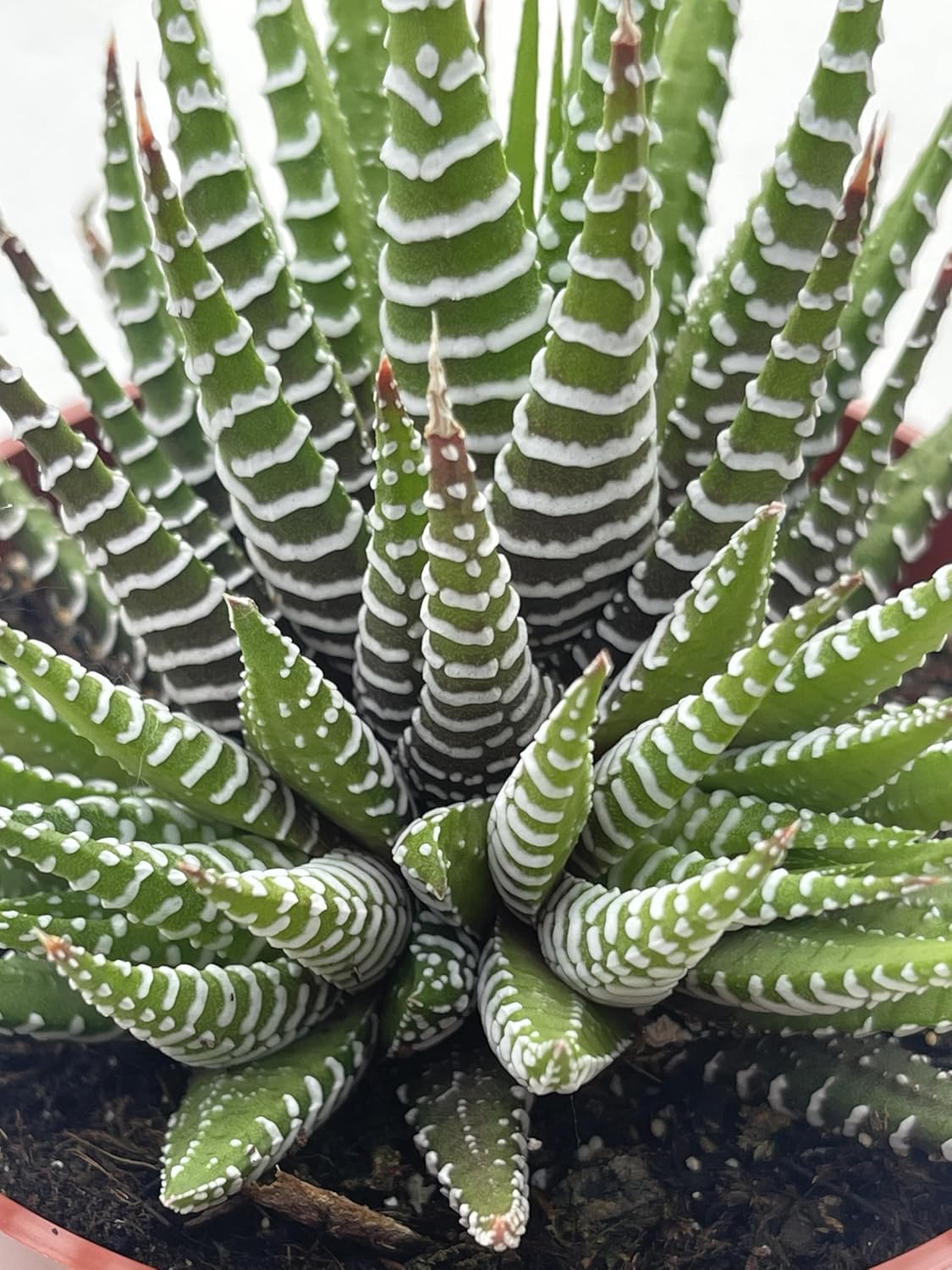 Live Succulent 4" Haworthia Super Fasciata, Succulents Plants Live Fully Rooted House Plant for Home Office Decoration, DIY Projects by The Succulent Cult