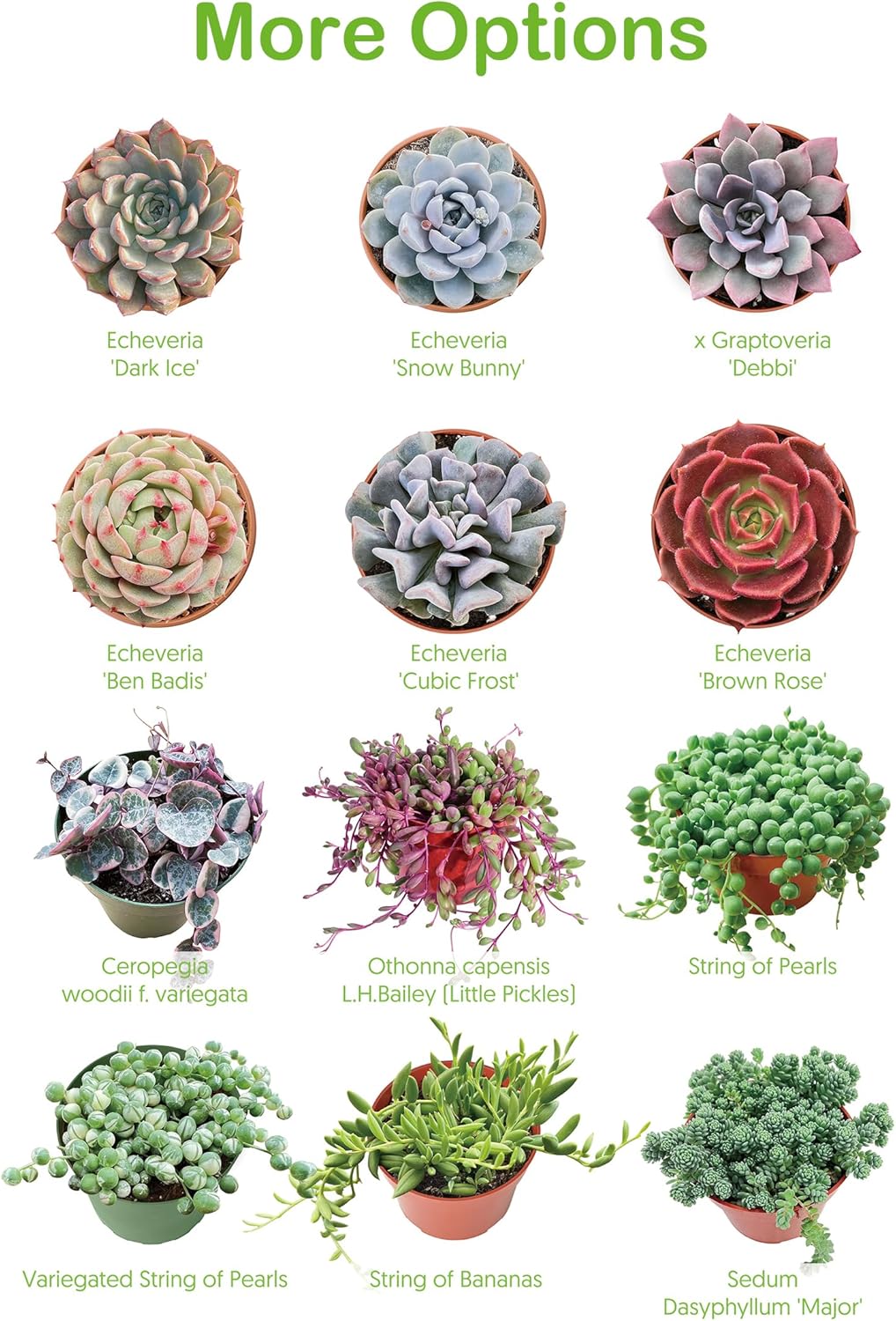 Live Succulent Donkey Tails, Approx 2-inch Large, Potted Succulents, Fully Rooted, Easy Care House Plants