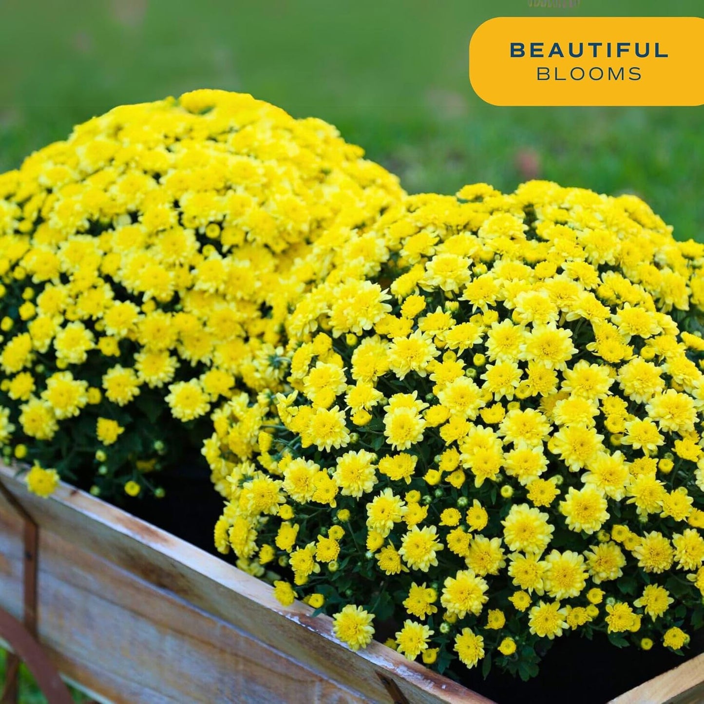 Costa Farms Chrysanthemum, Mums, Ships in Full Bloom, Porch and Patio Ready Bushel Basket 13-Inches Tall, Yellow