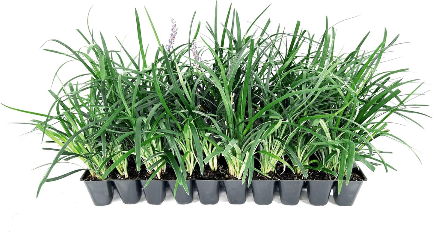 Super Blue | 20 Live Plants | Liriope Muscari | Ground Cover Plant, Ornamental Grass, Drought Tolerant, Low Maintenance, Evergreen Foliage, Purple Flower Spikes, Shade Garden Favorite, Easy to Grow