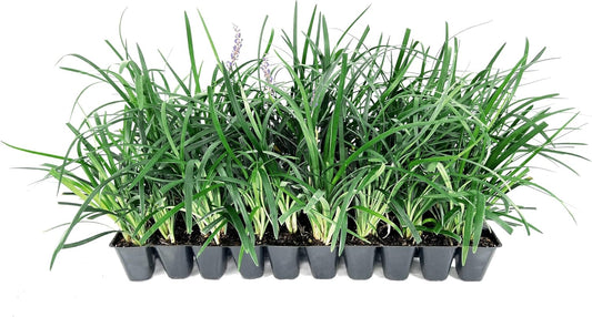 Super Blue | 10 Live Plants | Liriope Muscari | Ground Cover Plant, Ornamental Grass, Drought Tolerant, Low Maintenance, Evergreen Foliage, Purple Flower Spikes, Shade Garden Favorite, Easy to Grow