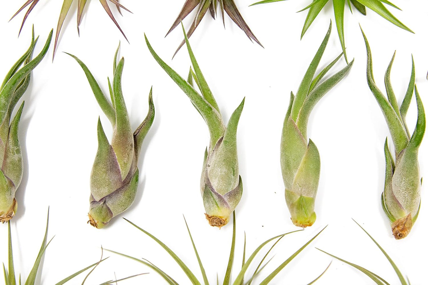 25 Pack of Classic Air Plants Variety - Live Succulent House Plants - Available in Wholesale and Bulk - Home and Garden Decor - Easy Care Indoor/Outdoor Air Plant