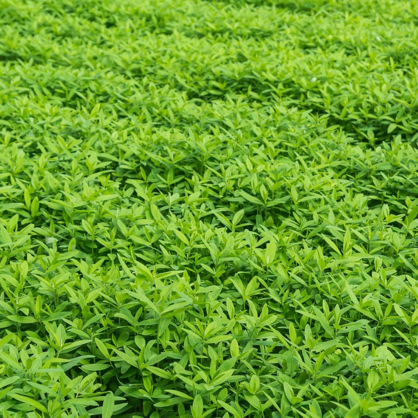 No-Till Farm and Garden Cover Crop Mix Seeds - 25 Lbs Bulk - Blend of Gardening Cover Crop Seeds: Hairy Vetch, Daikon Radish, Forage Collards, Triticale, More