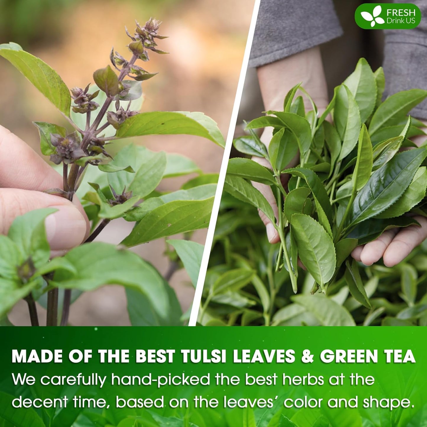 FreshDrinkUS, Premium 30 Tulsi Green Tea Bags, 100% Natural, Blend of Tulsi Holy Basil Leaves, and Green Tea Leaves. Made with Natural Material Tea Bags. No Sugar, Vegan.