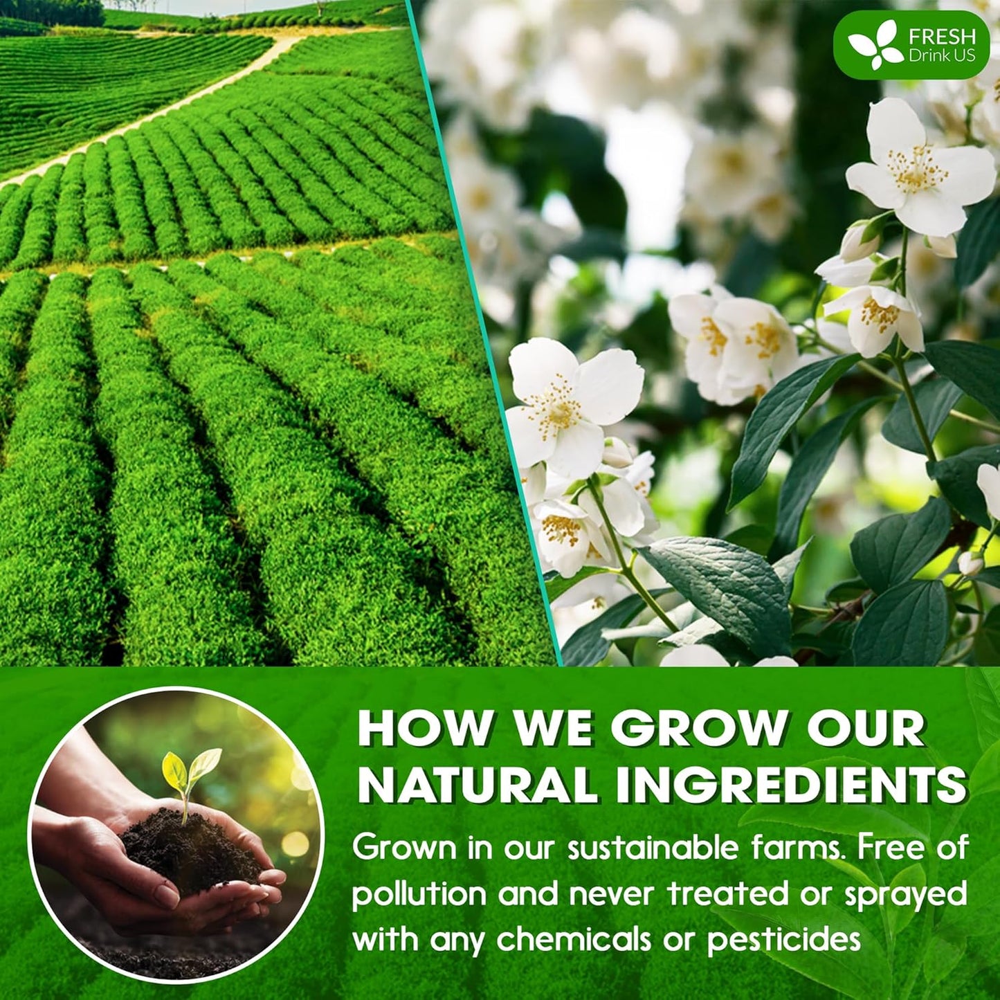 FreshDrinkUS, Premium 20 Tea Bags of Jasmine Green Tea, 100% Natural. Exquisite Flavor, Handpicked Leaves, Perfect for Tea Lovers. No Sugar, No Gluten, Vegan.