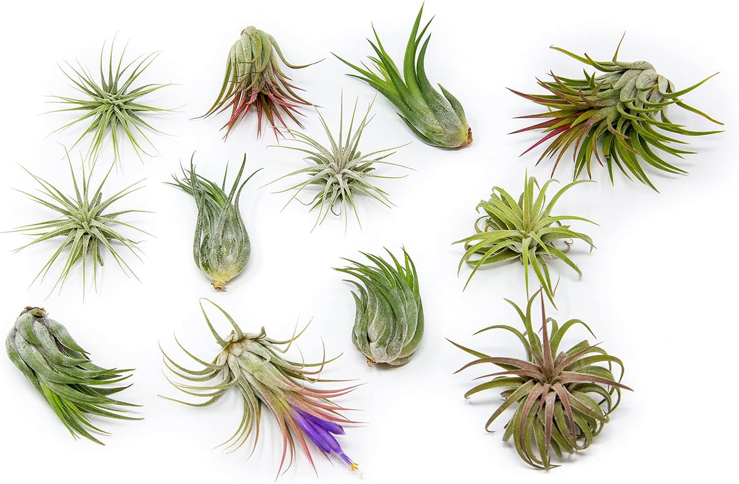 12 Pack Assorted Ionantha Air Plants - Wholesale and Bulk - Succulents - Live Tillandsia - Easy Care Indoor and Outdoor House Plants