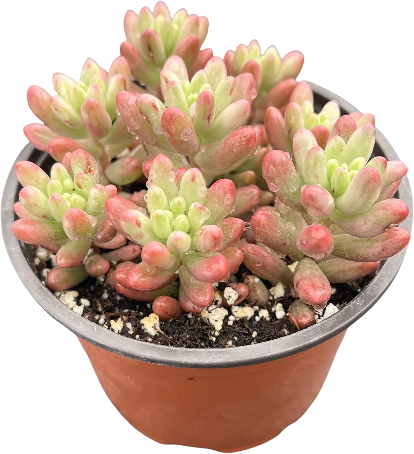 Sprout N Green Sedum Rubrotinctum 'Roseum', Mini Live Succulent Fully Rooted in 4 inch Starter Pot, House Plant for Indoor Outdoor Home Office Wedding Decoration Party Favor