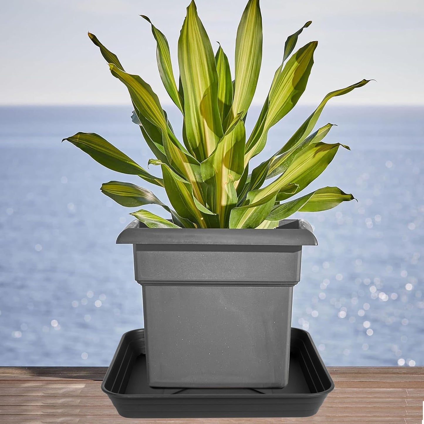 4 Pack Square Plant Saucer Tray 14 inch, Heavy Duty Plastic Plant Saucers for Indoors Outdoor, Flower Plant Drip Trays for Pots, Square Seed Starting Tray, Seedling Growing Trays