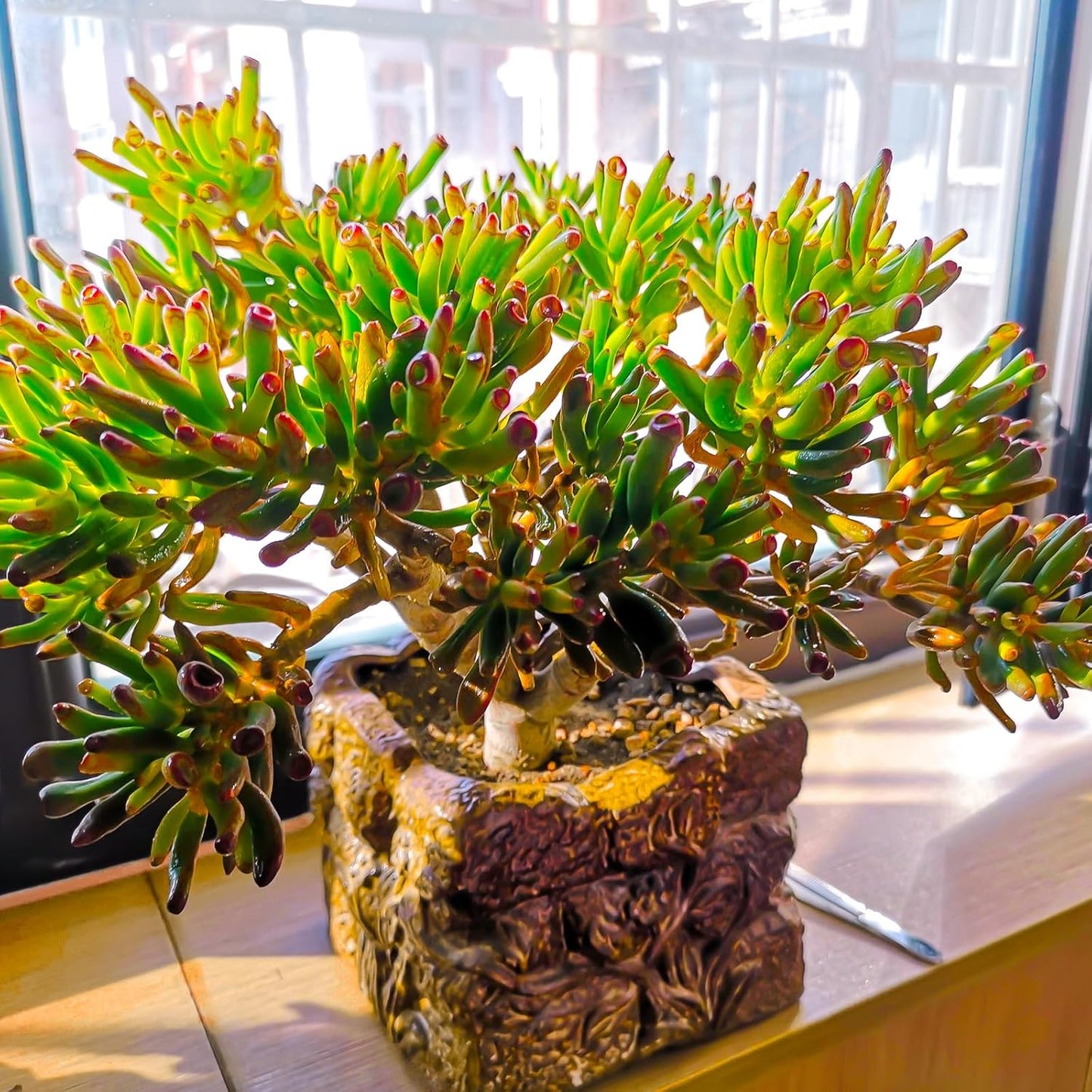 Sprout N Green Gollum Jade - Crassula Ovata Gollum, Rare Cute Succulent Plant Fully Rooted in 2" Pot