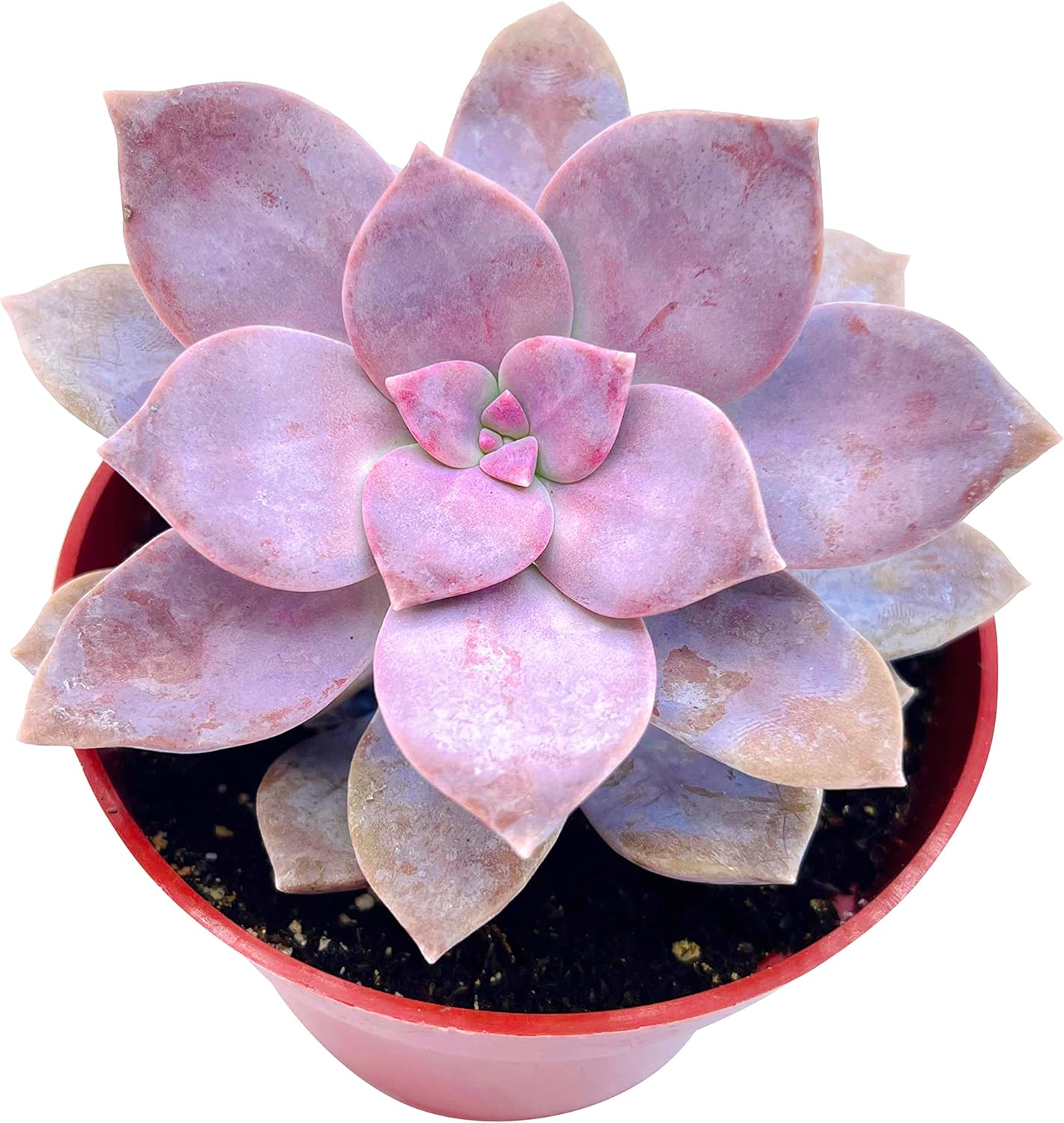 The Succulent Cult Live Succulent 4" Graptopetalum Superbum, Succulents Plants Live, Succulent Plants Fully Rooted, Hanging House Plant for Home Office Decoration, DIY Projects, Party Favor Gift