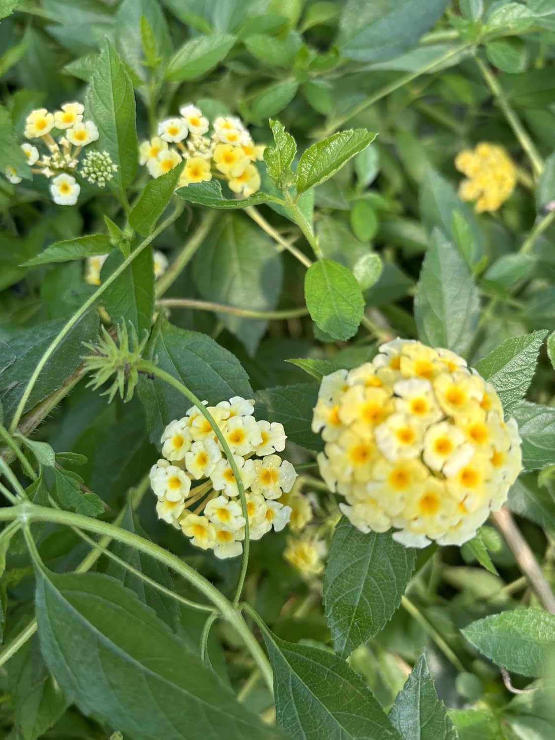 Lantana Camara Flowers - Two Mixed (2) Live Plants - Plants, not Seeds - Attracts Hummingbirds & Butterflies - Each in 4 inch Pots