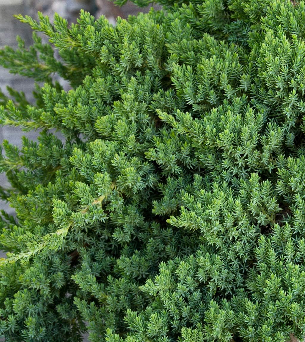 Juniper Procumbens Nana - 3 Live Plants - Drought Tolerant Evergreen Groundcover - Great for Bonsai