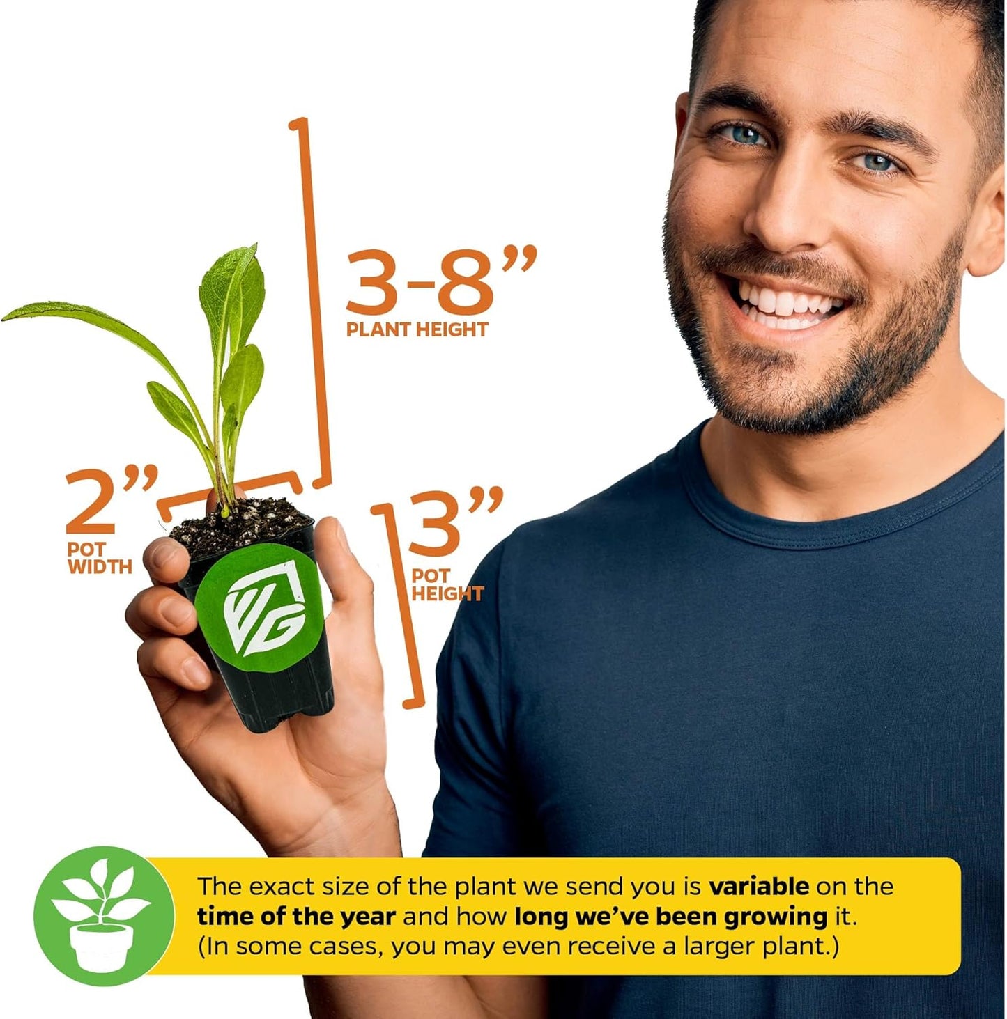 Chief Kubo's Prize South Sea Salad Tree (BeLe Tree) - Abelmoschus Manihot - Wellspring Gardens Starter Plant - Vegetable Plant Live - Ideal for Indoor & Outdoor Growing for Garden