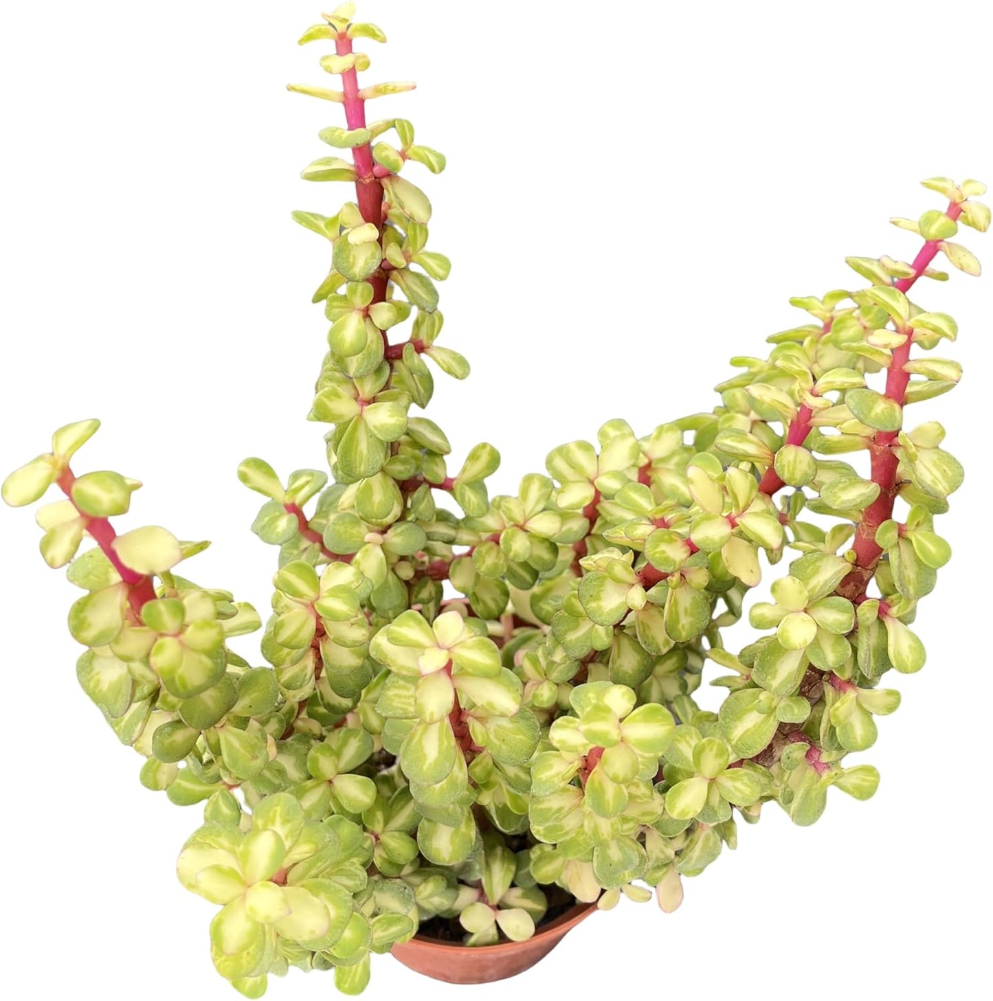 Sprout N Green Variegated Elephant Bush, Portulacaria afra 'Variegata' Live Succulent Plant Fully Rooted in 4" Pots with Soil Mix, Houseplant for Indoor Outdoor Home Office Decor