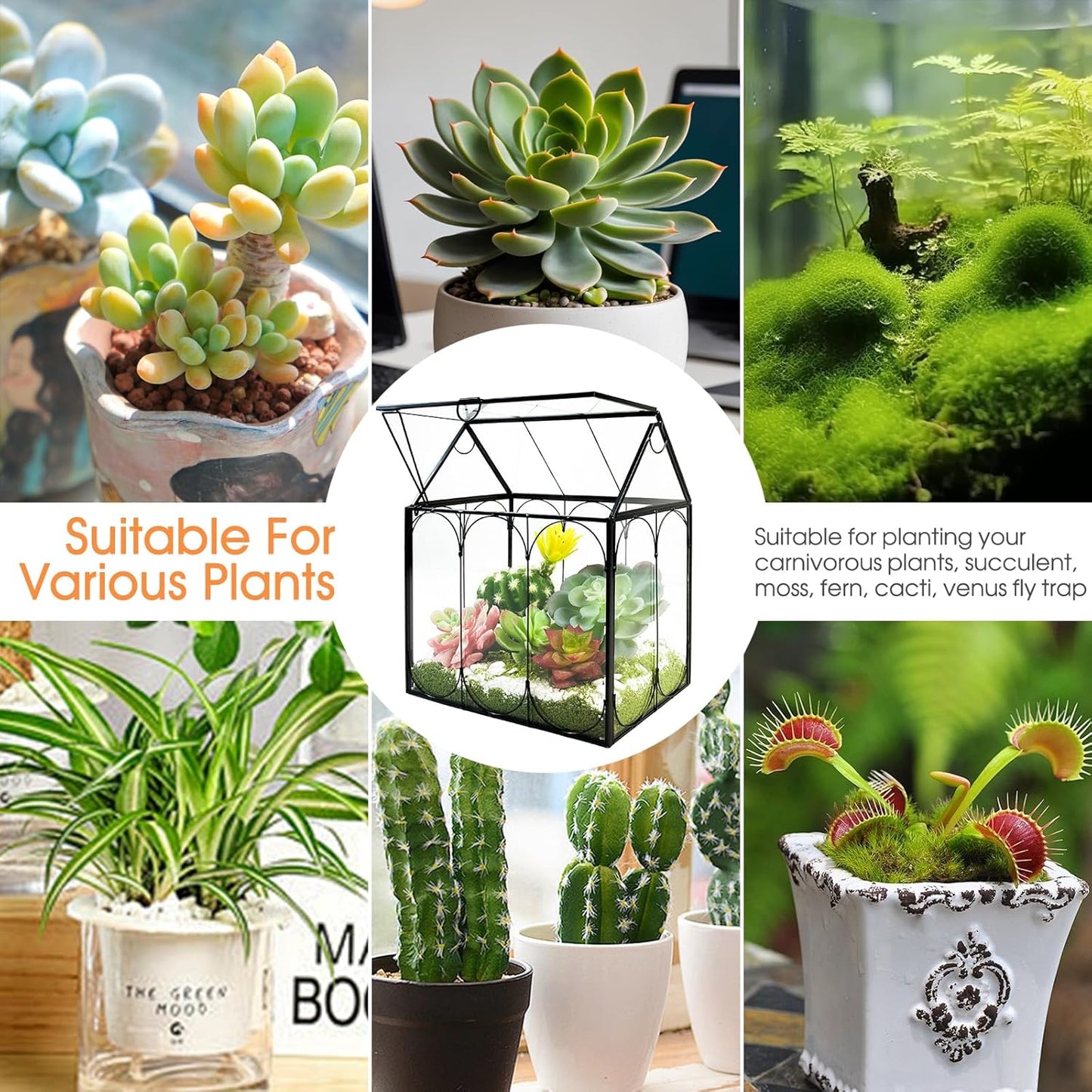 Plant Terrarium Kit, Rifny Small Glass Terrarium Jar with Absorbent Mat and Lid for Venus Fly Trap Succulent Live Air Plants Indoor Home Office Decor (Black, 7.1 x 4.8 x 8.8 inch)