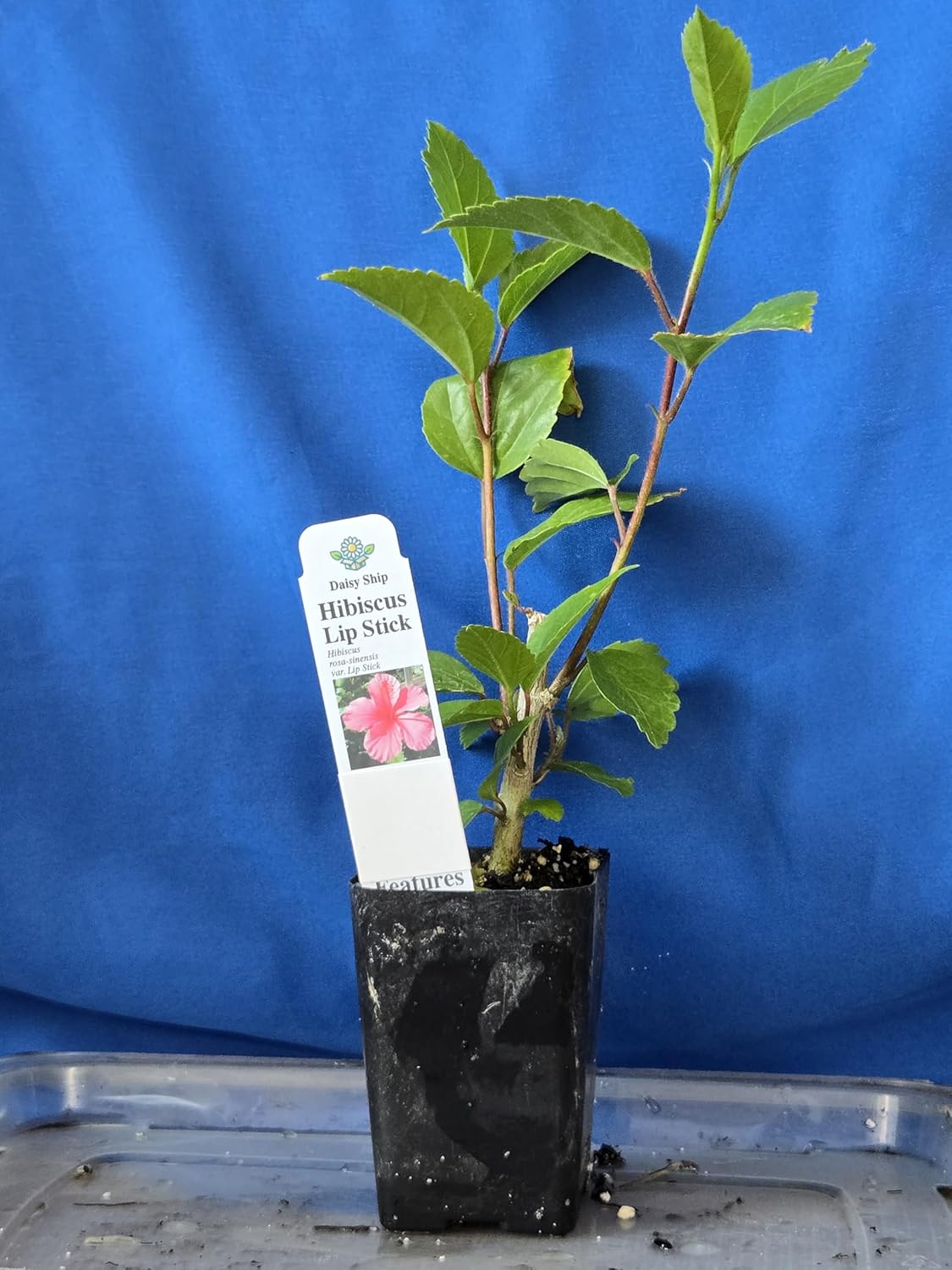 Pink Hibiscus. rosa-sinensis. Live Plant - Tropical Blooming Hibiscus, Pretty Flowers, Used in Tea and Juice (4 Pink Hibiscus sacs)