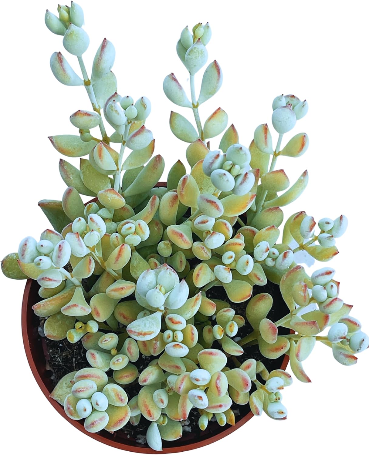 Live Succulent 4" Cotyledon Pendens Cliff Hanger, Succulents Plants Live Fully Rooted House Plant for Home Office Decoration, DIY Projects by The Succulent Cult