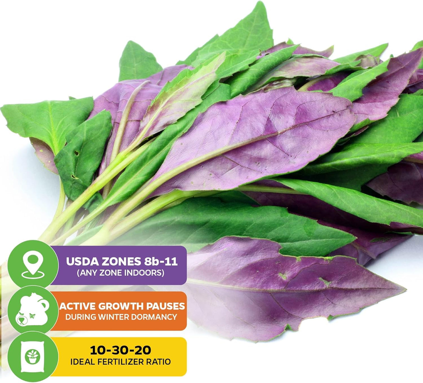 Okinawa Spinach - Gynura crepioides - Wellspring Garden Starter Plant - Easy to Grow Edible Plant - Vegetable Live Plant for Indoor & Outdoor Growing & Planting - Ideal for Home, Backyard & Gardening
