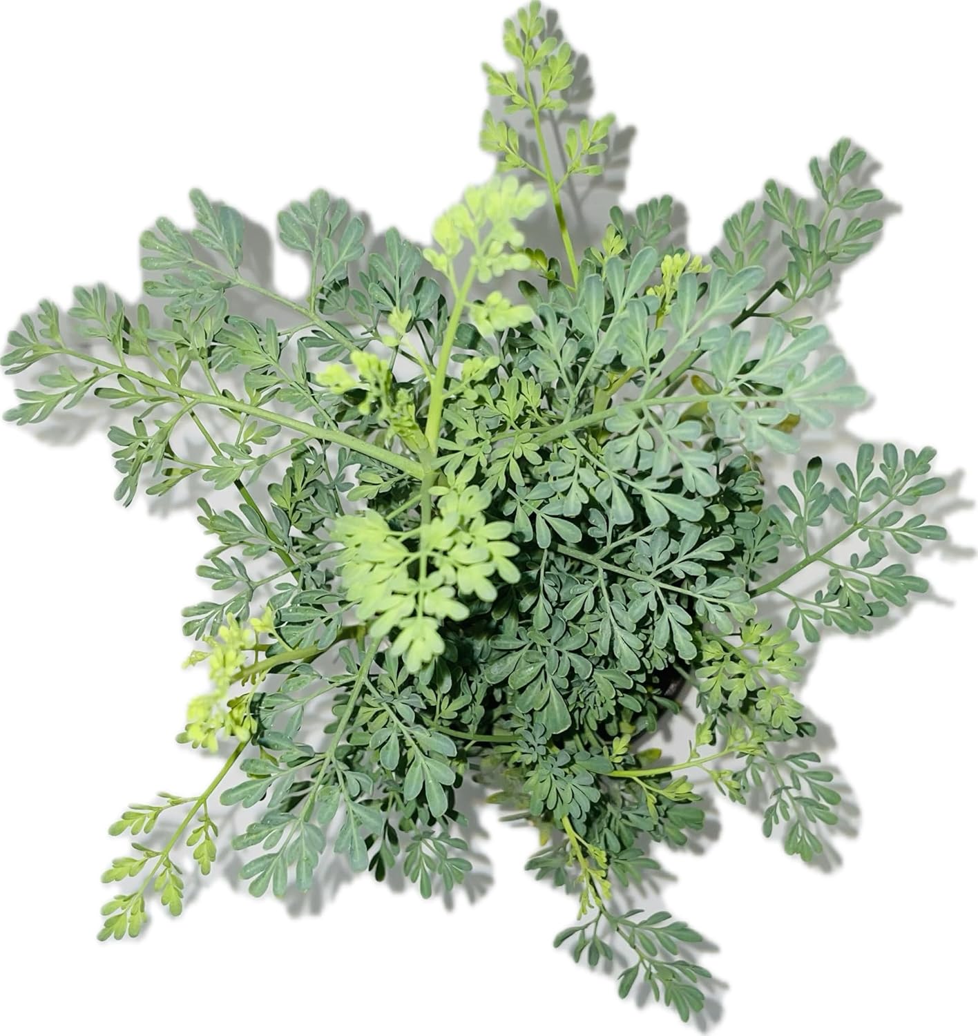 Ruda Plant Common Rue Ruta graveolens Herb of Grace, green