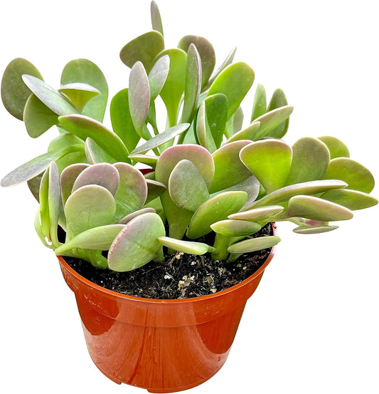 Live Succulent, 4" Senecio Jacobsenii Trailing Jade, Succulents Plants Live, Succulent Plants Fully Rooted, House Plant for Home Office Decoration, DIY Projects, Party Favor Gift By The Succulent Cult