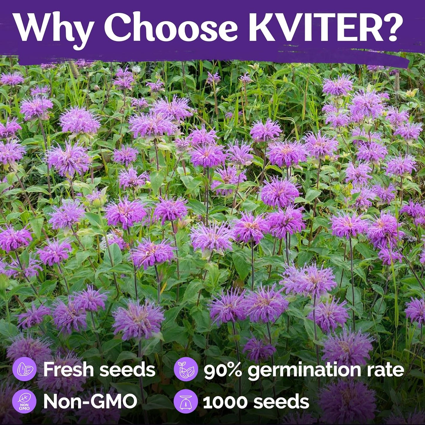KVITER 1,000 Wild Bergamot Seeds for Planting (Monarda fistulosa) – Bee Balm Native Wildflower, Pollinator Magnet, Organic & Non GMO – Perennial Flower Seeds to Plant Outside in Flower/Herb Garden