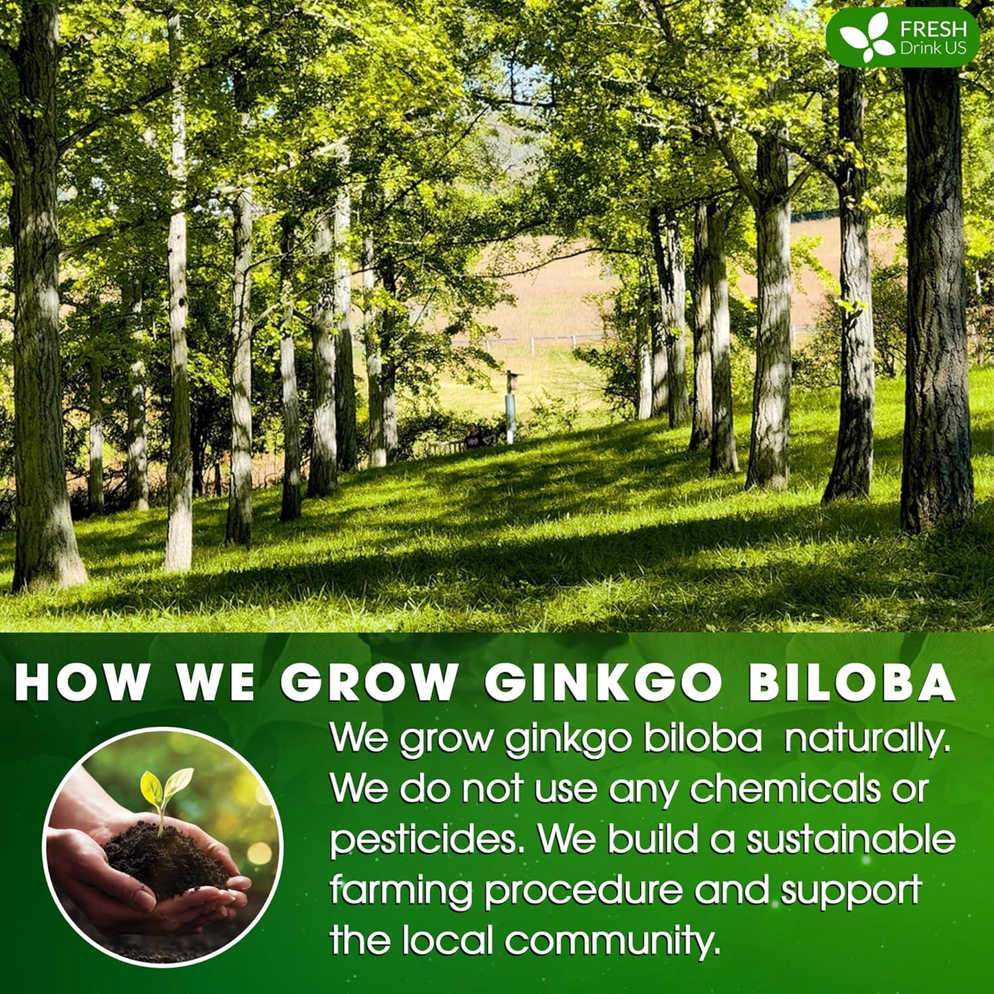 FreshDrinkUS, Premium 75 Ginkgo Biloba Leaf Tea Bags, 100% Natural & Pure from Ginkgo Biloba Leaves. Loose Leaf Herbal Tea. Made with Eco-Conscious Tea Bags. No Sugar, No Caffeine, No Gluten, Vegan.