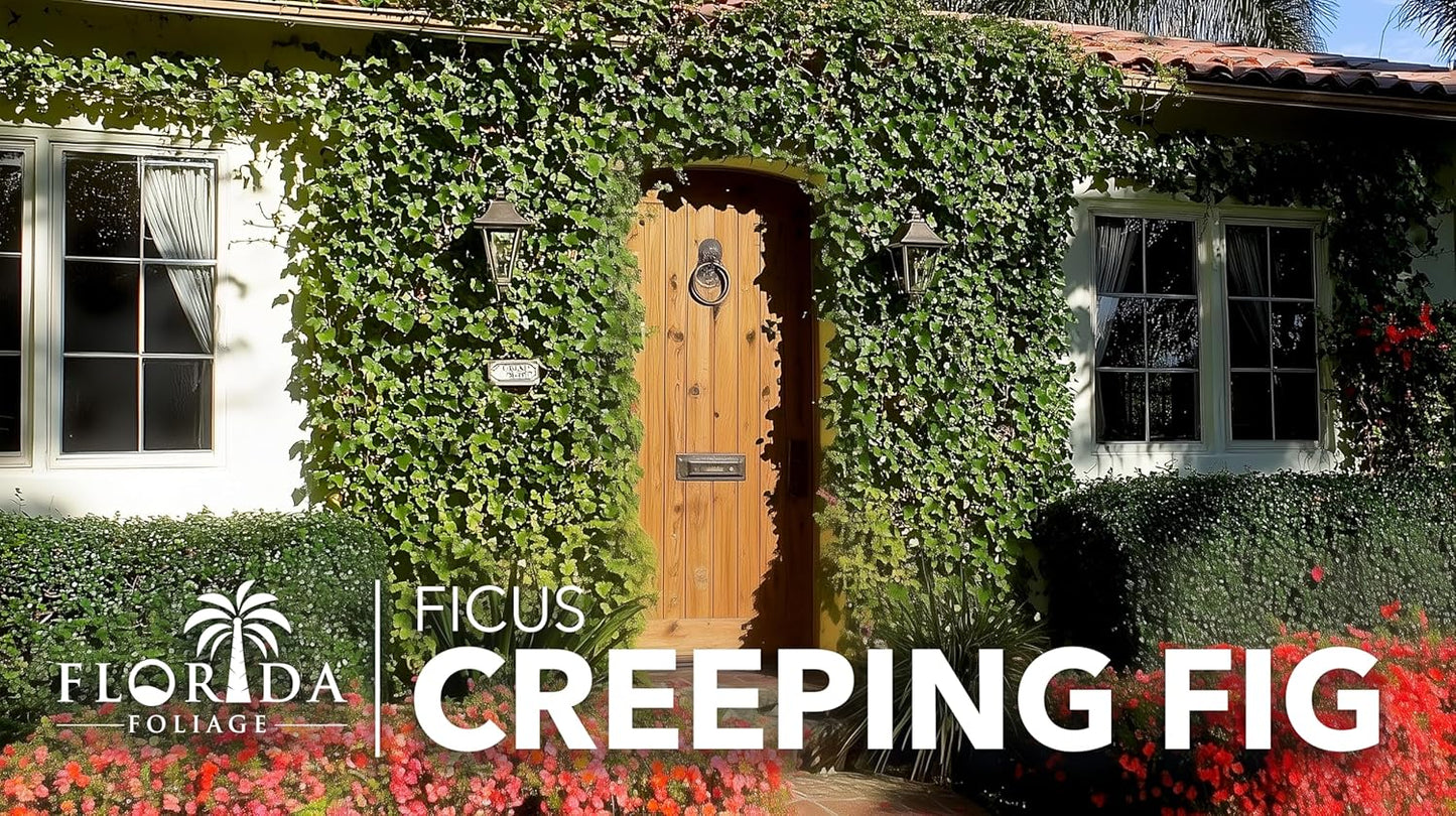 Creeping Fig Vine | 10 Live Plants | Ficus Pumila | Fast-Growing Ground Cover | Evergreen Climbing Vine for Walls & Trellises