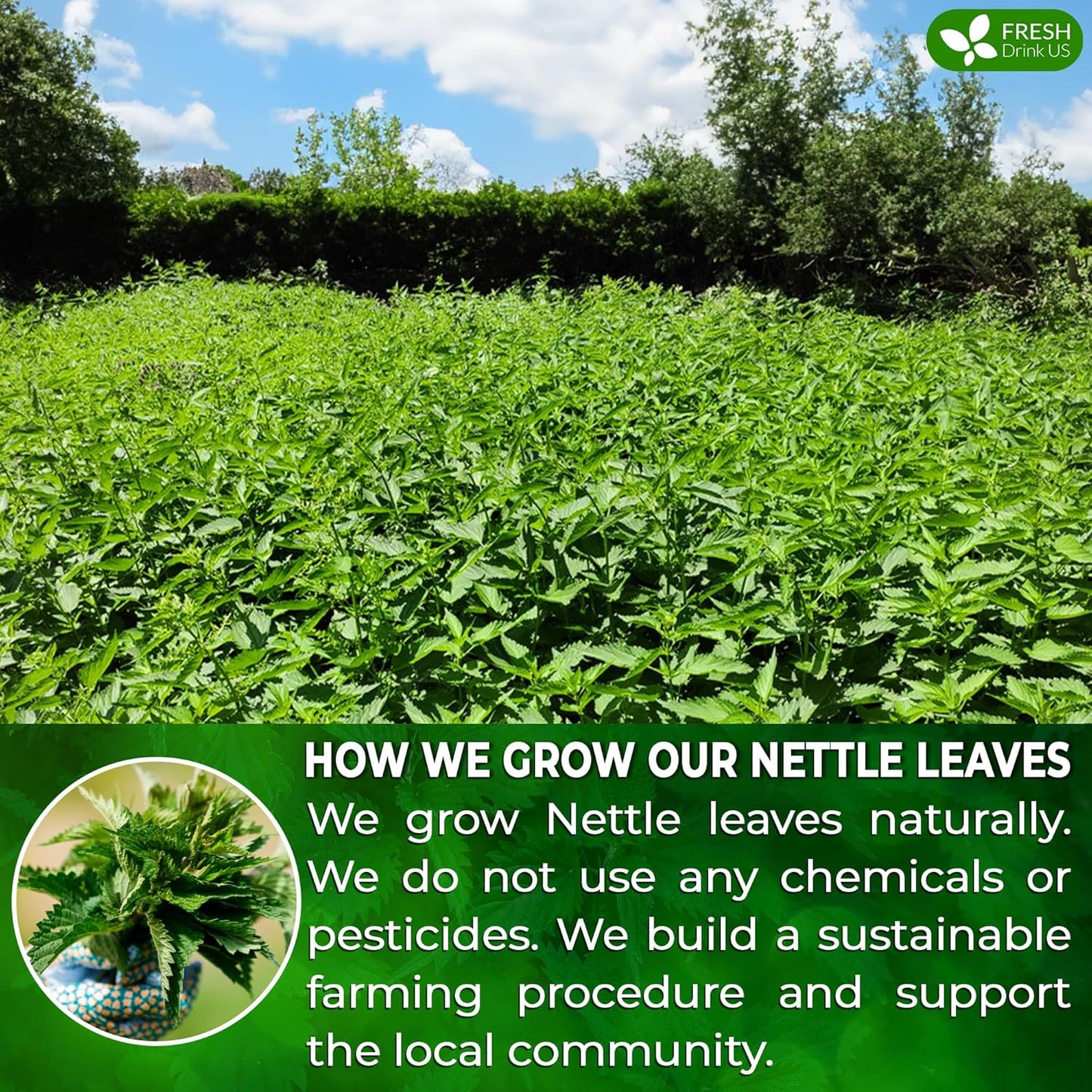 FreshDrinkUS, Premium 75 Nettle Leaf Tea Bags, 100% Natural & Pure from Nettle Leaves. Loose Leaf Nettle Herbal Tea. Nettle Leaf Tea. No Sugar, No Caffeine, No Gluten, Vegan.