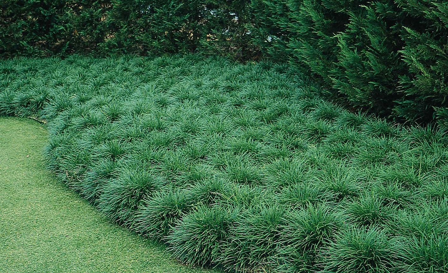 Mondo Grass - 10 Live Plants - Ophiopogon Japonicus - Shade Loving Evergreen Groundcover